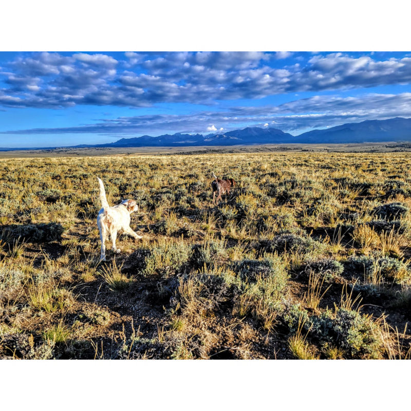 Wyoming Wings & Waters Wingshooting, WY - 